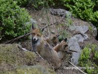 images/renard/renard-19-mai-2012-10 copie.jpg